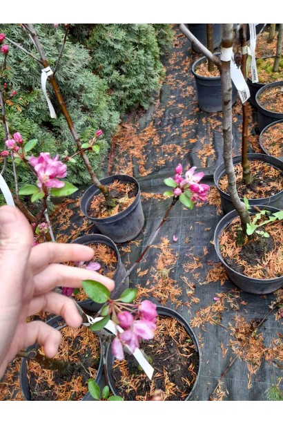 Яблуня червонолиста райська в горщику